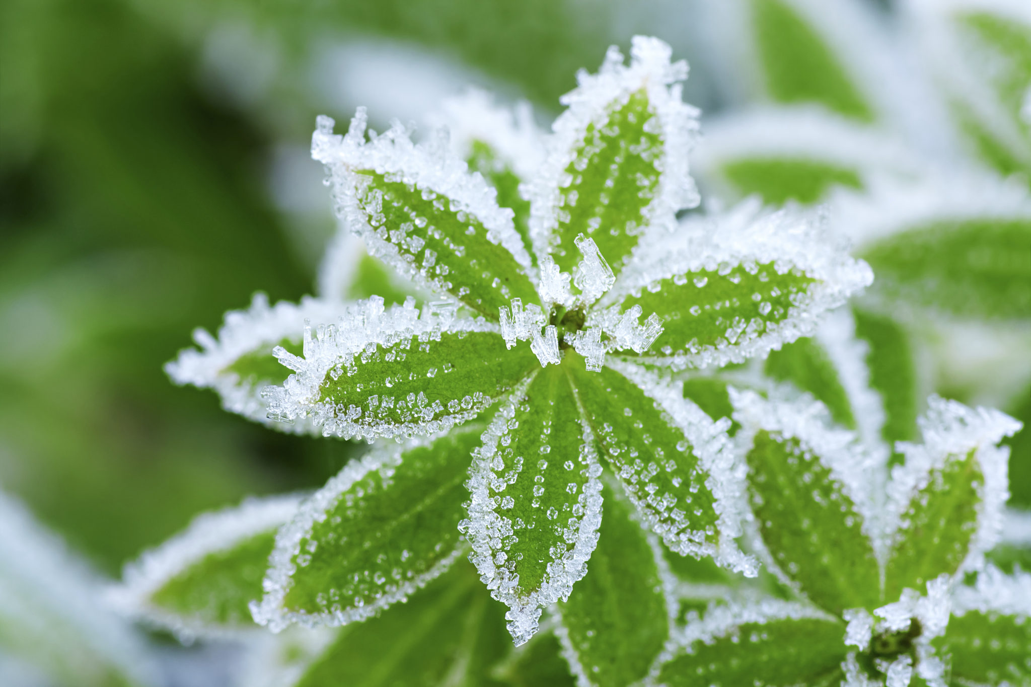 Revive Frozen Plants Can It Be Done? ABC Scapes Inc