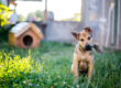 Pets Dog Grass Landscape Chemicals