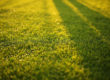 Aeration Grass