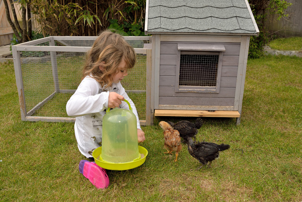 Backyard Design Ideas Girl Chickens