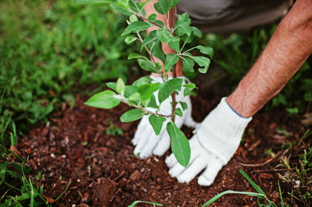 Garden Soil Plant