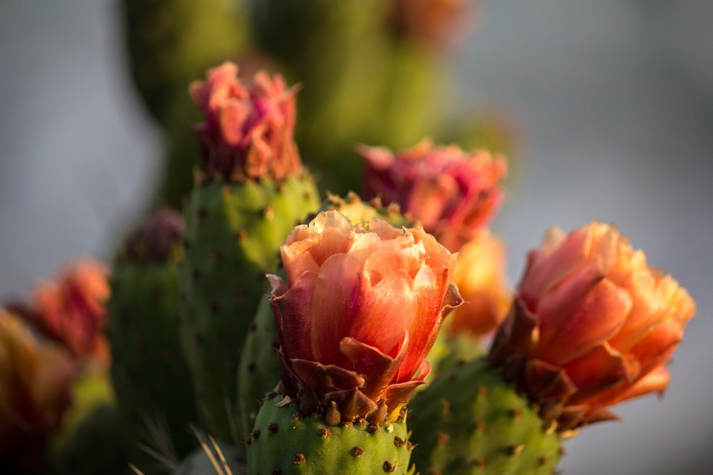 Flowers Cactus