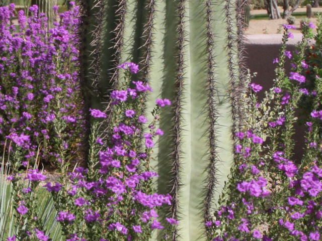 Commercial Landscaping Services Cactus