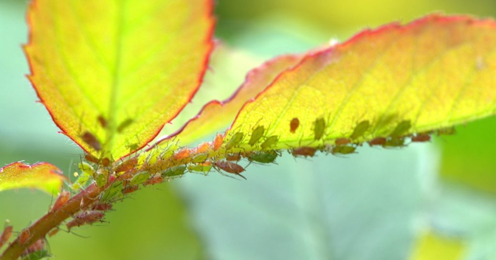 Common Garden Pests Leaves