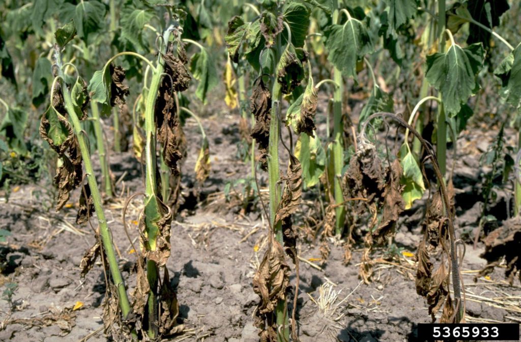 Common Plant Diseases