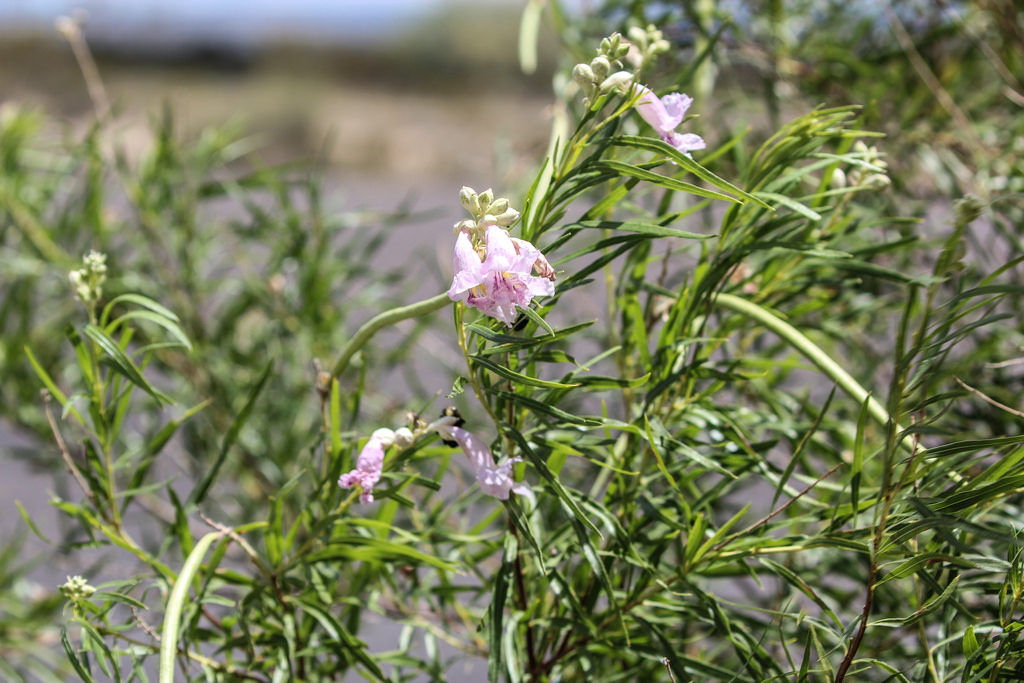 Desert Willow Tree