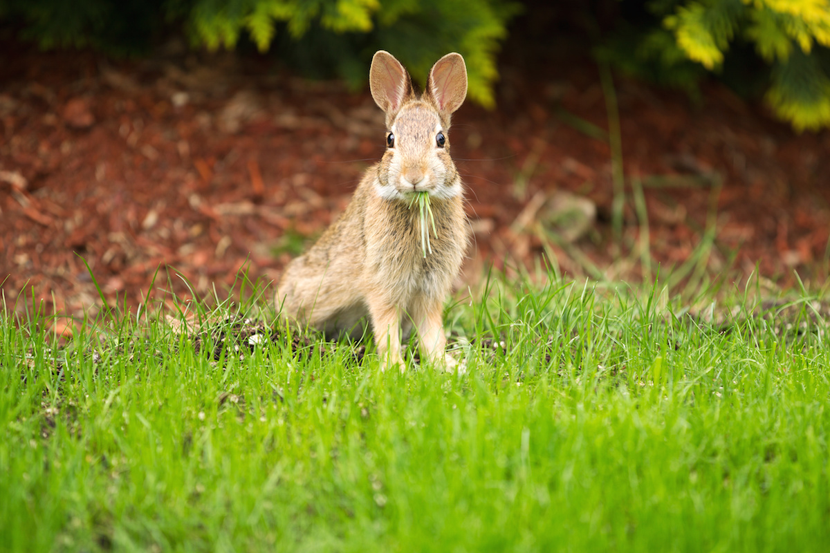 Animals Eating Your Plants Rabbit Grass