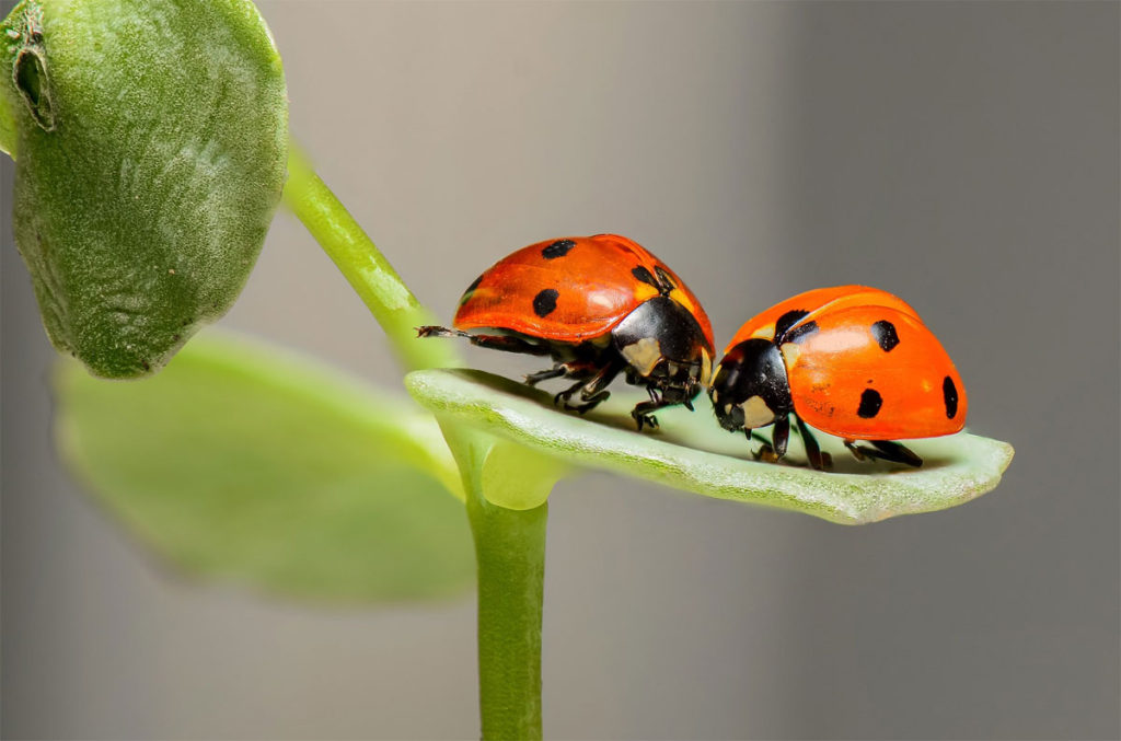 Garden Bugs Leaf