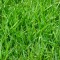 Types Of Grasses