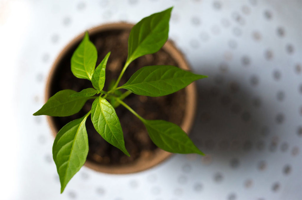 Herbs Easy To Grow In The Summer