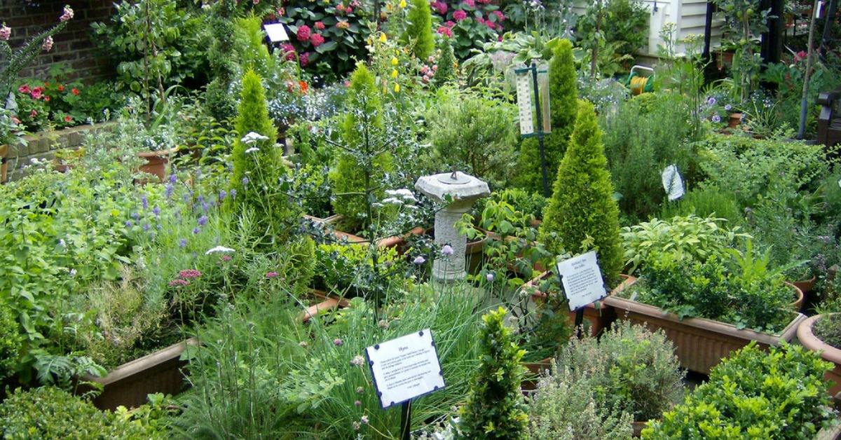 Kitchen Garden Plants