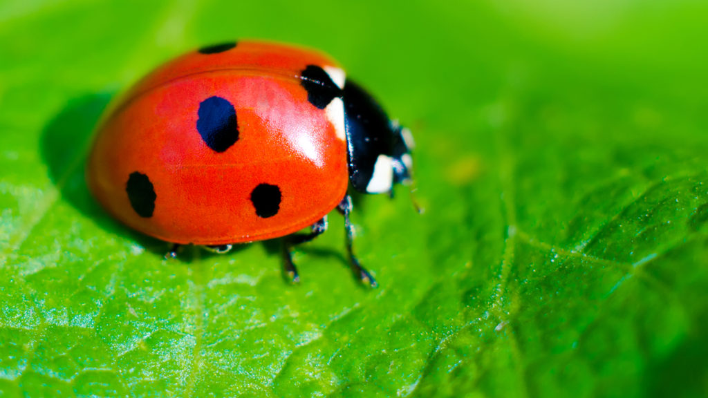 Good Bugs Plants Leaf