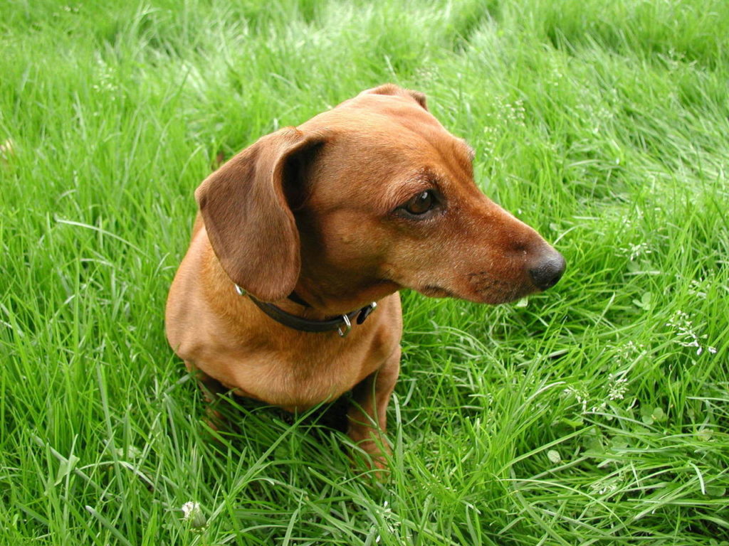 Landscape With Pets Dog Grass