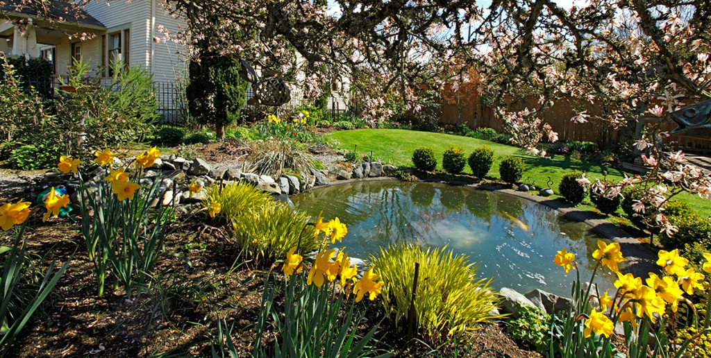 Pros and Cons of a Backyard Pond