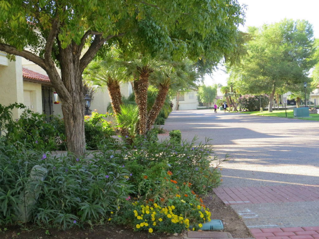 Natural Shade Tree Road