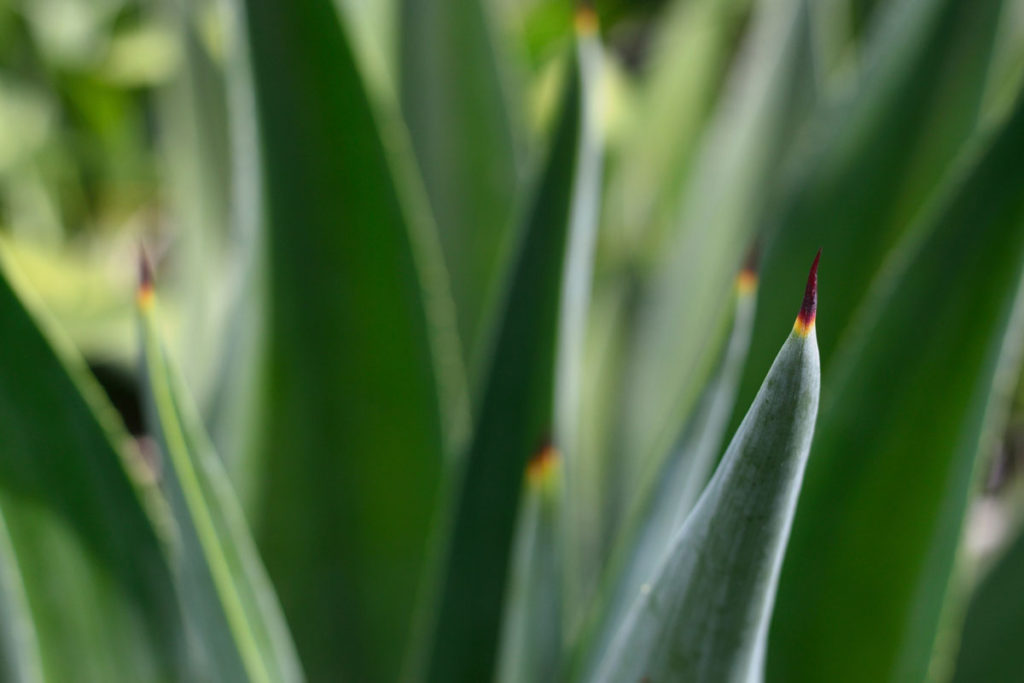 Easily Managed Outdoor Plants