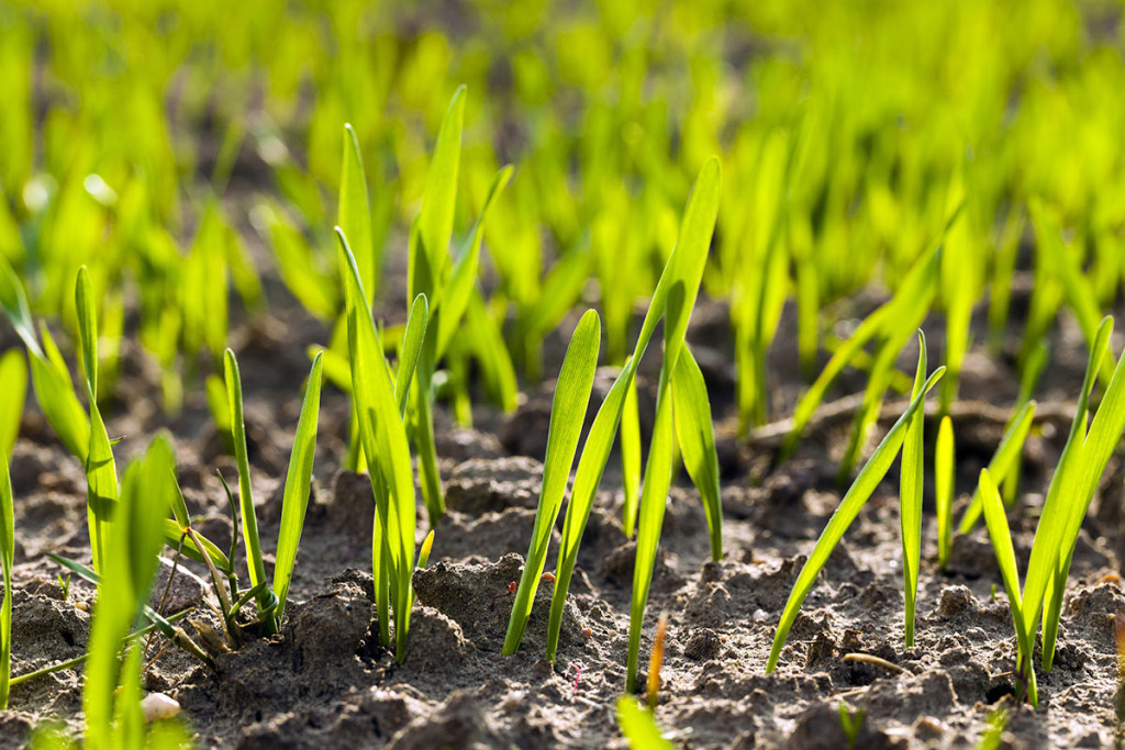 Overseeding Lawn Soil