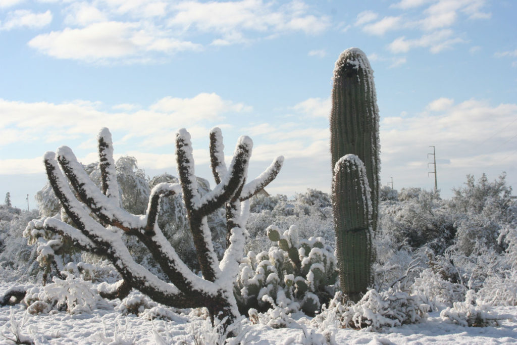 Phoenix Winters Cactus