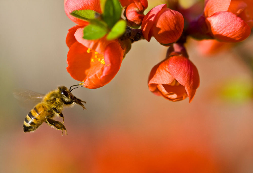 Pollinators Bee Flowers