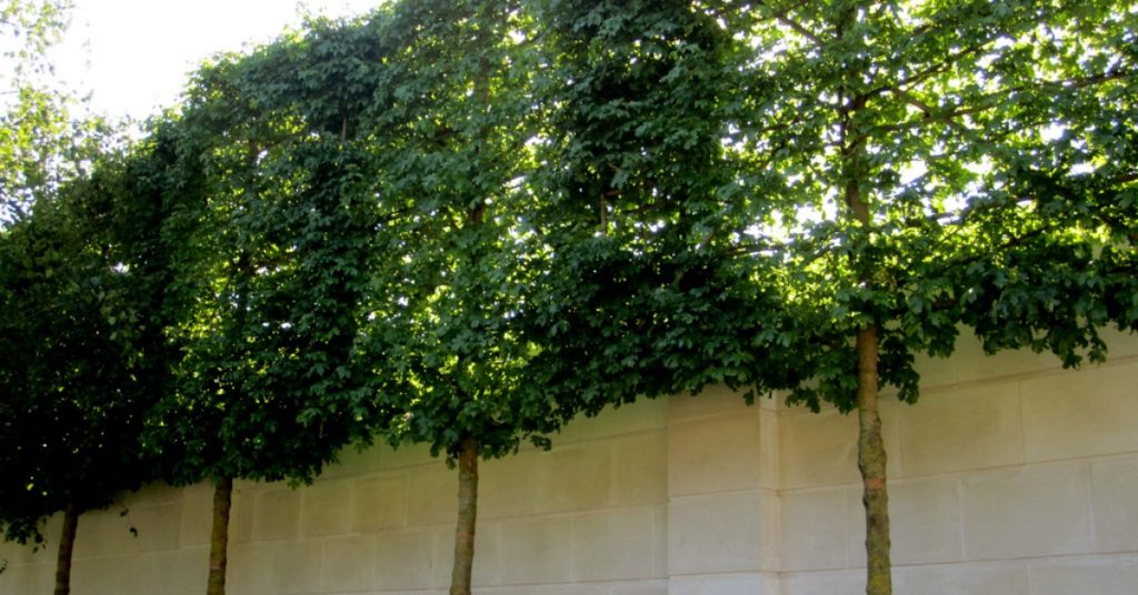 Privacy Backyard Trees Wall