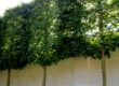 Privacy Backyard Trees Wall