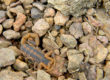 Scorpions Rocks