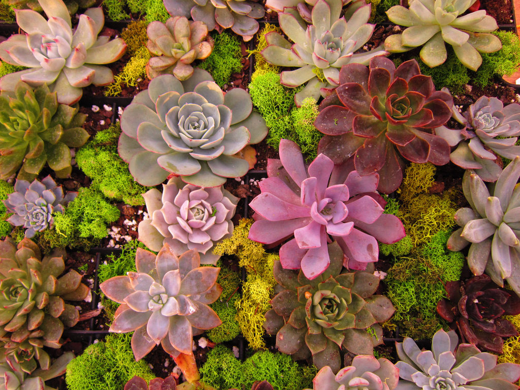 Succulents