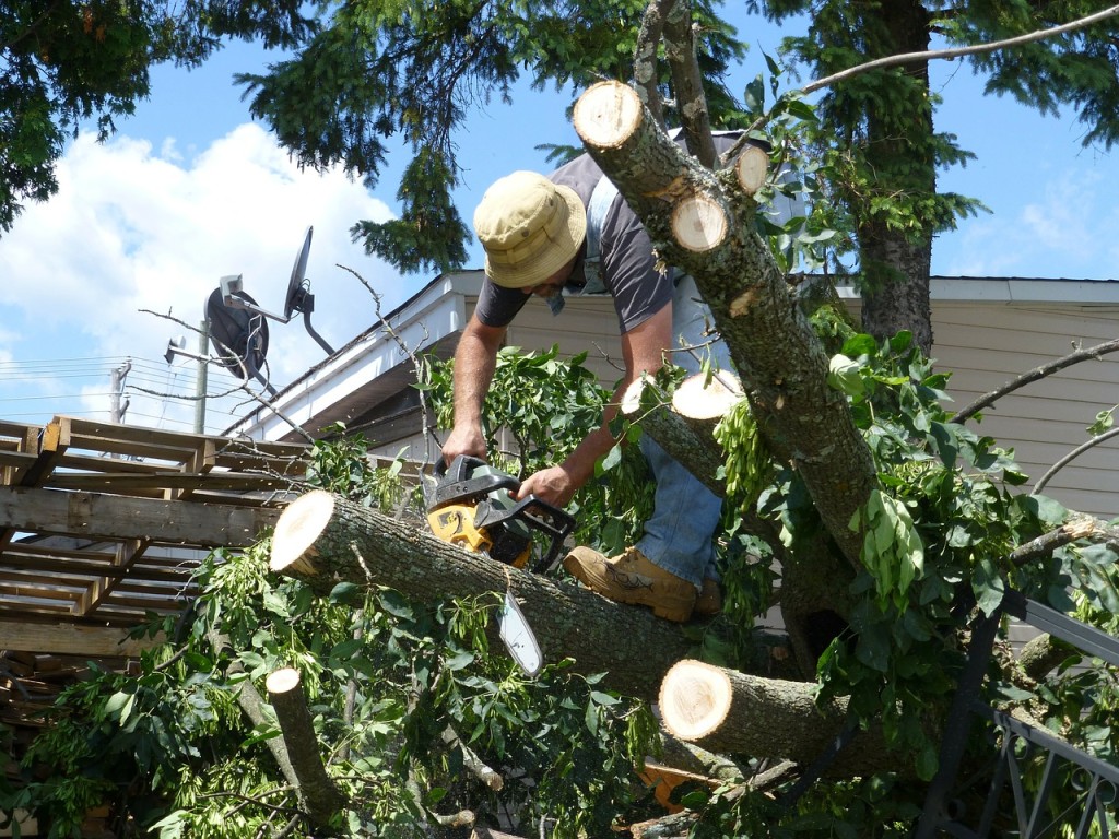 Prevent Storm Damage To Trees
