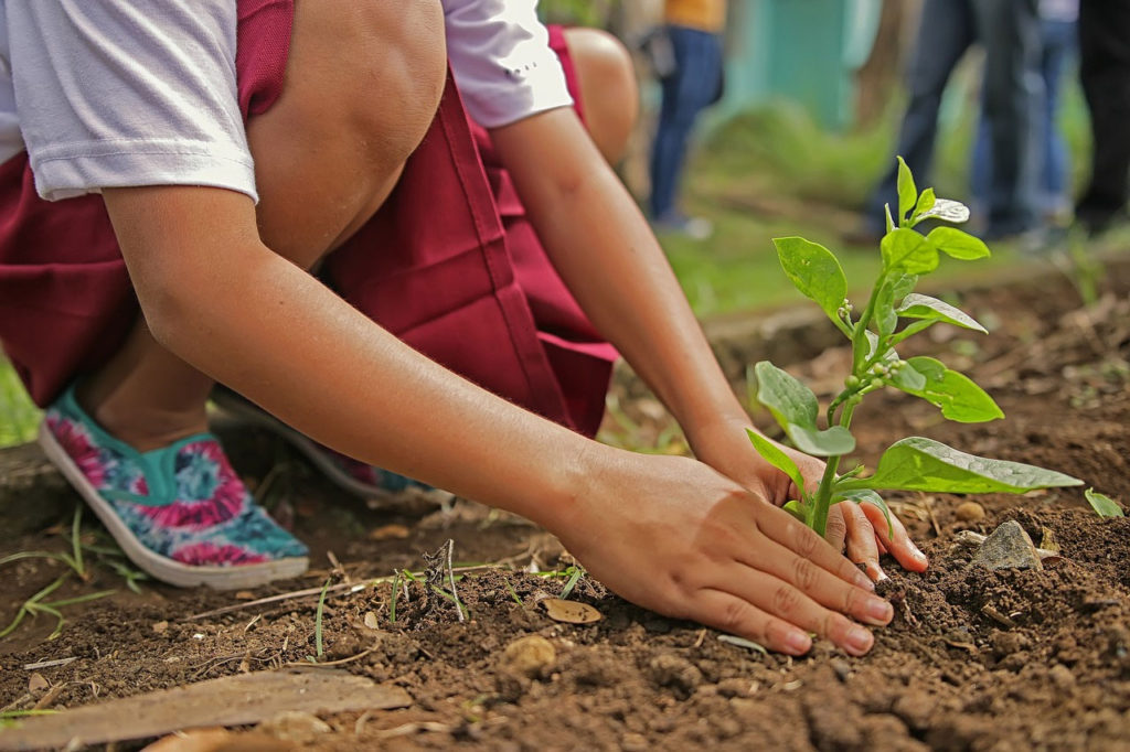 Tree Depth Plant Hands Soil