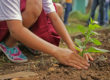 Tree Depth Plant Hands Soil