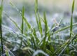 Winter Lawn Grass Frozen